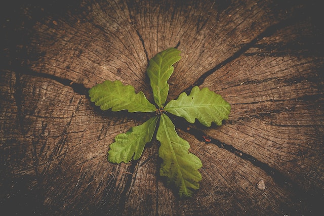 Photo of a oak tree with a leaf on top